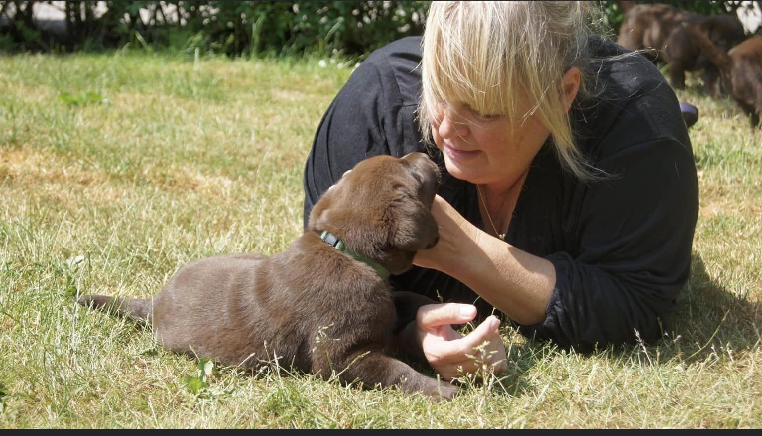 stemning billeder Kennel Cap De Lab